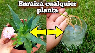 NADIE conoce ni HIZO este ENRAIZANTE casero NATURAL para Enraizar Cualquier Planta con hormonas [upl. by Hermia]