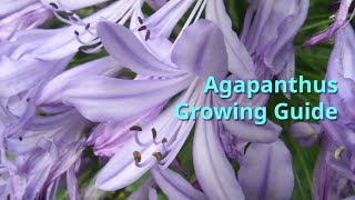 Agapanthus Growing Guide [upl. by Tobye]