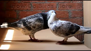 How Do Birds Mate  Pigeon Kissing And Mating Scene [upl. by Kristen]