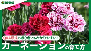 ☘47カーネーションの育て方｜日々の管理や水やり、摘心や切り戻し、夏越しや冬越しの方法などご紹介【PlantiaQampA】植物の情報、育て方をQampA形式でご紹介 [upl. by Greenwood]