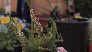 Flower Gardens  How to Grow Scotch Heather Calluna Vulgaris [upl. by Shaughnessy]