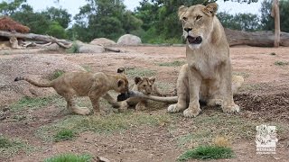 Lion cubs at play with the pride [upl. by Beitris217]