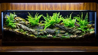 Temperate Forest Creek Runoff Vivarium DIY [upl. by Brocky]