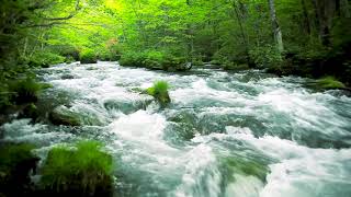 Green Stream Flowing in Aomori Forest Nature Sounds Forest River Sound White Noise for Sleeping [upl. by Anniram768]