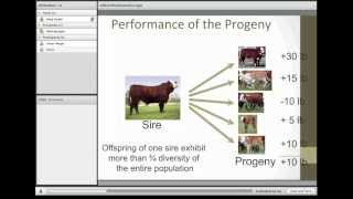 Understanding and Utilizing EPDs in the Selection of Sires [upl. by Joappa]