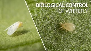 Biological control of whitefly  Amblyseius swirskii [upl. by Bibah152]