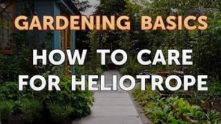 How to Care for Heliotrope [upl. by Croydon920]