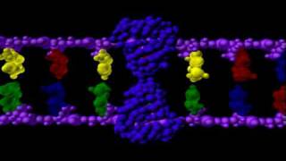 DNA Mutations  Genetics  Biology [upl. by Oenire]