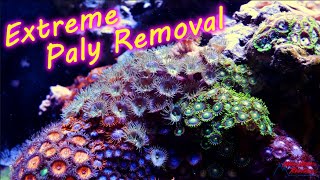 Extreme Palythoa and Zoanthid Removal [upl. by Lithea]