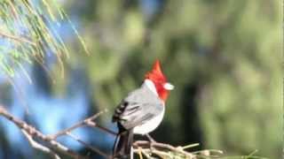 Red Crested Cardinal at Kailua Beach in Hawaii [upl. by Shirah]