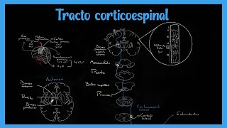 Tracto Corticoespinal Sistema Piramidal  EXPLICADO FÁCIL [upl. by Aneerehs300]