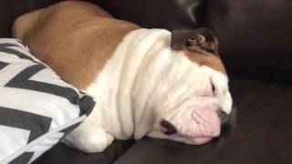 Bulldog Snoring makes Funny Noises [upl. by Vernier]