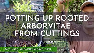 Potting up Rooted Arborvitae Cuttings [upl. by Atok467]