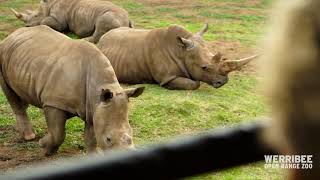 Virtual Safari Tour at Werribee Open Range Zoo [upl. by Ornie]