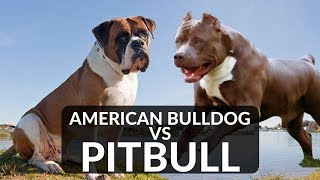 PITBULL vs AMERICAN BULLDOG [upl. by Aileduab]