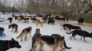 100 German Shepherds playing together [upl. by Nawuj]