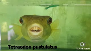 Tetraodon pustulatus  Redline Pufferfish [upl. by Madian470]