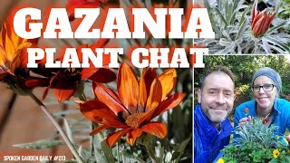 Gazania Plant Chat Learn Gazania Care and More [upl. by Linette]