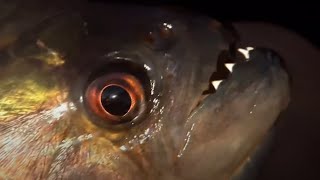 Vicious Piranha Moments  BBC Earth [upl. by Livy]