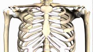 General Skeleton Basic Tutorial  Anatomy Tutorial [upl. by Luciano]