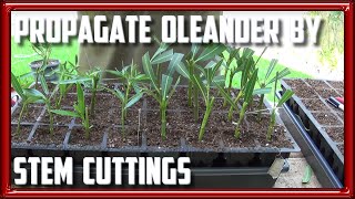 How to Propagate Oleander from Stem Cuttings [upl. by Enihpesoj]