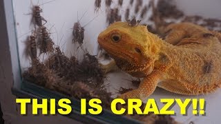 1000 Crickets VS 10 Bearded Dragons  ThanksGiving Treat [upl. by Fisken]