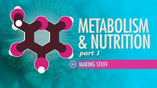 Metabolism amp Nutrition Part 1 Crash Course Anatomy amp Physiology 36 [upl. by Llejk]