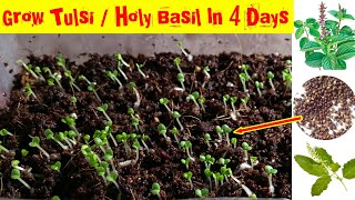 Very Fastest Way To Grow Tulsi Plant Holy Basil From Seeds  How To Collect Seeds From Tulsi Plant [upl. by Hartmunn]