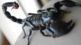 Emperor Scorpion Care Setup  Feeding [upl. by Adnolay]