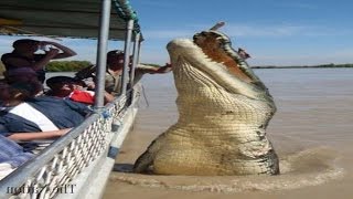 Top 5 Worlds Biggest Crocodiles in the World [upl. by Angelika524]