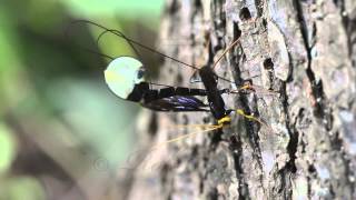 Giant Black Ichneumon Wasp Megarhyssa atrata ovipositing [upl. by Oirretna]