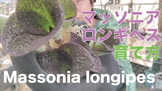 マッソニア ロンギペスの育て方 Massonia longipes [upl. by Edwine]