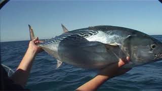 Carnarvon Bernie Island Tuna  Fishing WA Series 3 Ep 2 Part 3 [upl. by Nylatsirk235]