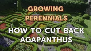 How to Cut Back Agapanthus [upl. by Finn]