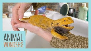 Keeping A Bearded Dragon Healthy  Femoral Pores [upl. by Calendre229]