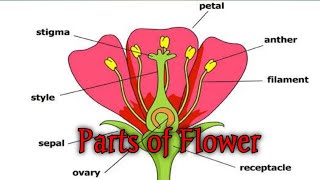 Structure of flower  Getting to know plants NCERT class 6 Science part 7 [upl. by Gretna]