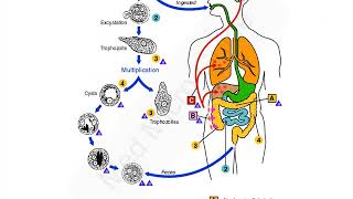 Entamoeba histolytica lecture [upl. by Auqenet604]