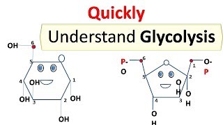 glycolysis [upl. by Suoivart]