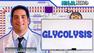 Metabolism  Glycolysis [upl. by Ahtenak]