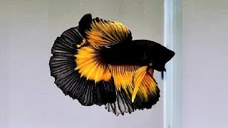 10 Most Beautiful Betta Fish in the World [upl. by Beshore]