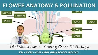 Plant reproduction  Flower anatomy and pollination  GCSE Biology 91 [upl. by Netta907]