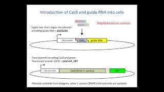 2 CRISPR Cas9  Methods and Tools [upl. by Aubine41]