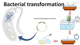 Bacterial transformation [upl. by Elatsyrc124]