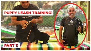 How To Leash Train Your Puppy Dog Tips [upl. by Cirone]