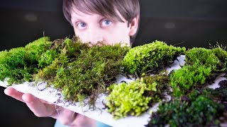 Collecting amp Identifying Moss [upl. by Spatola]