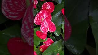 Anthurium How to Care the Anthurium [upl. by Naashom]