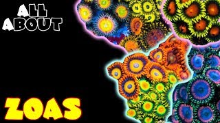 All About Zoas [upl. by Naehgem]