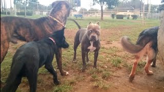 Pitbull Hybrid Was Unstoppable In Dogfight At Dog Park [upl. by Morgen]