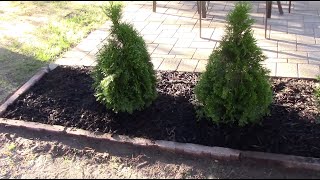 How To plant An Arborvitae Tree [upl. by Adnawuj]