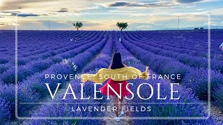 Lavender Fields Valensole PROVENCE SOUTH OF FRANCE [upl. by Bora]